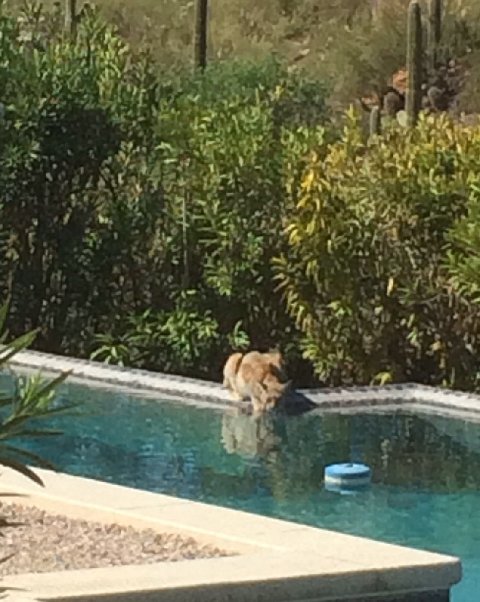 Bobcat