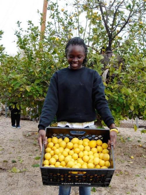 A harvest that helps many