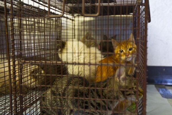 Update: Some cats from Pima Animal Care Center rescues available for ...