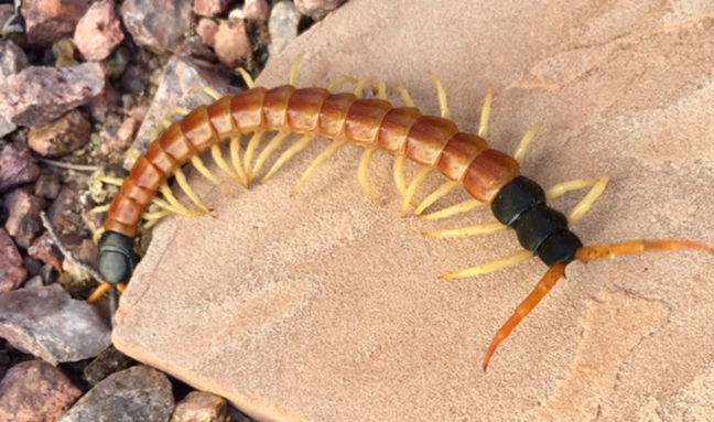 Centipede