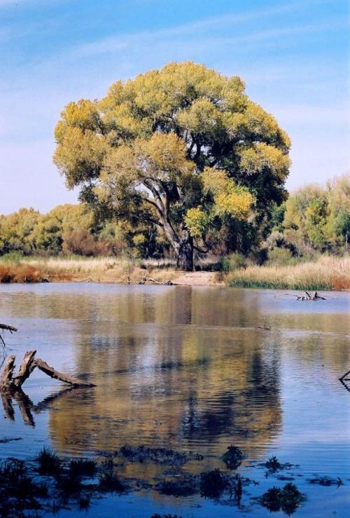A Southern Arizona river walk