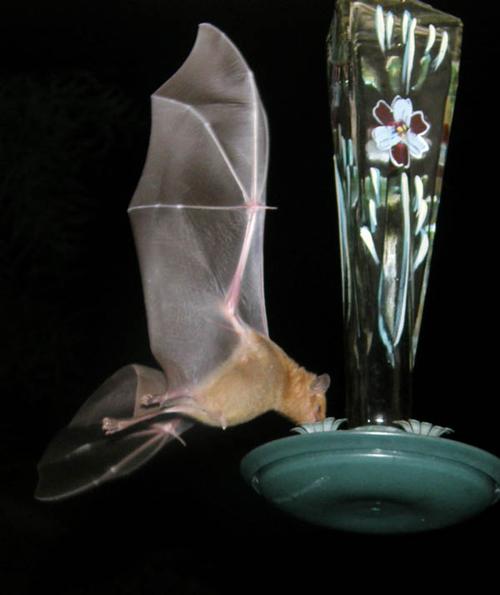 Bats