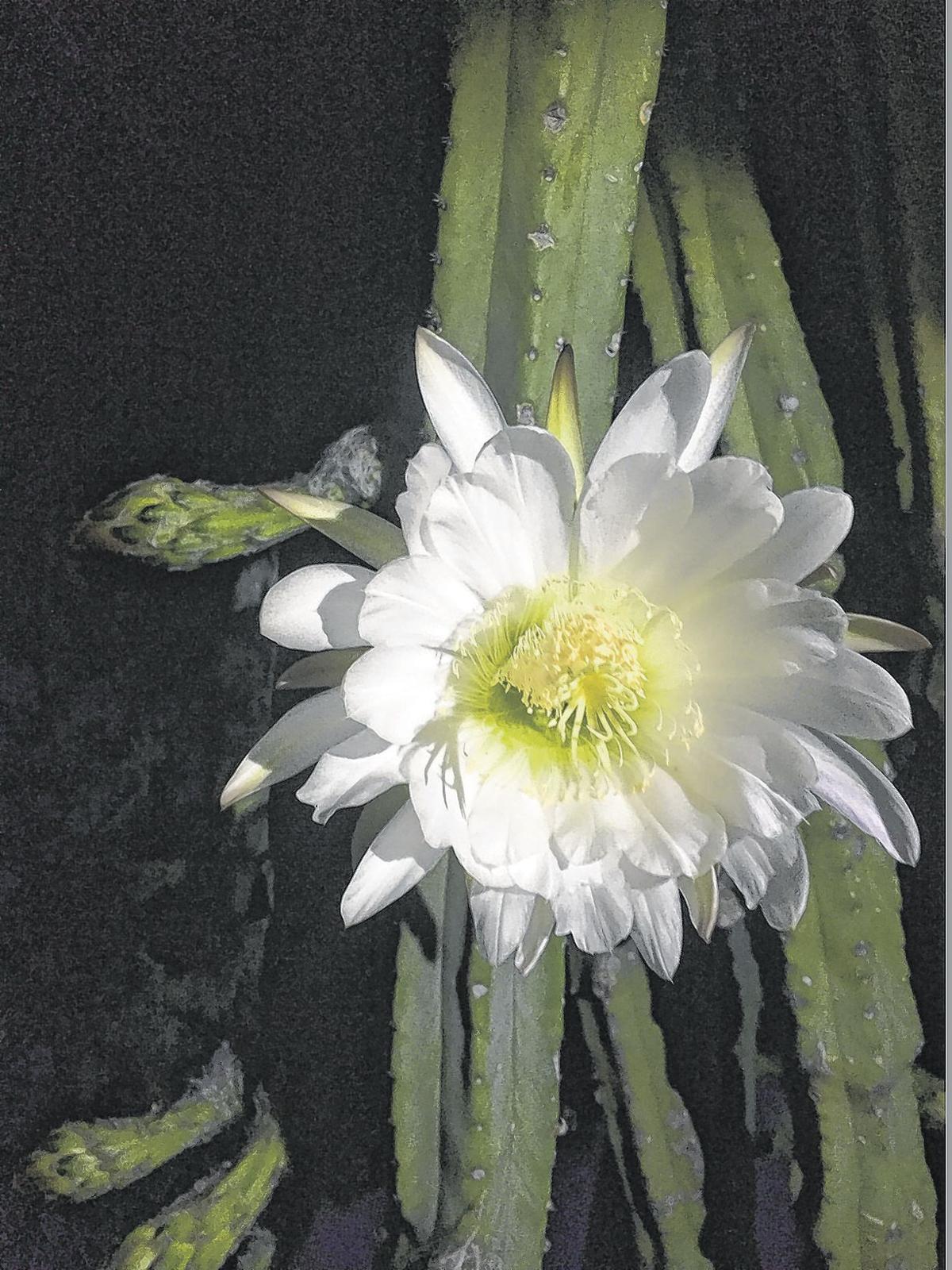 Reader Photo of the Week