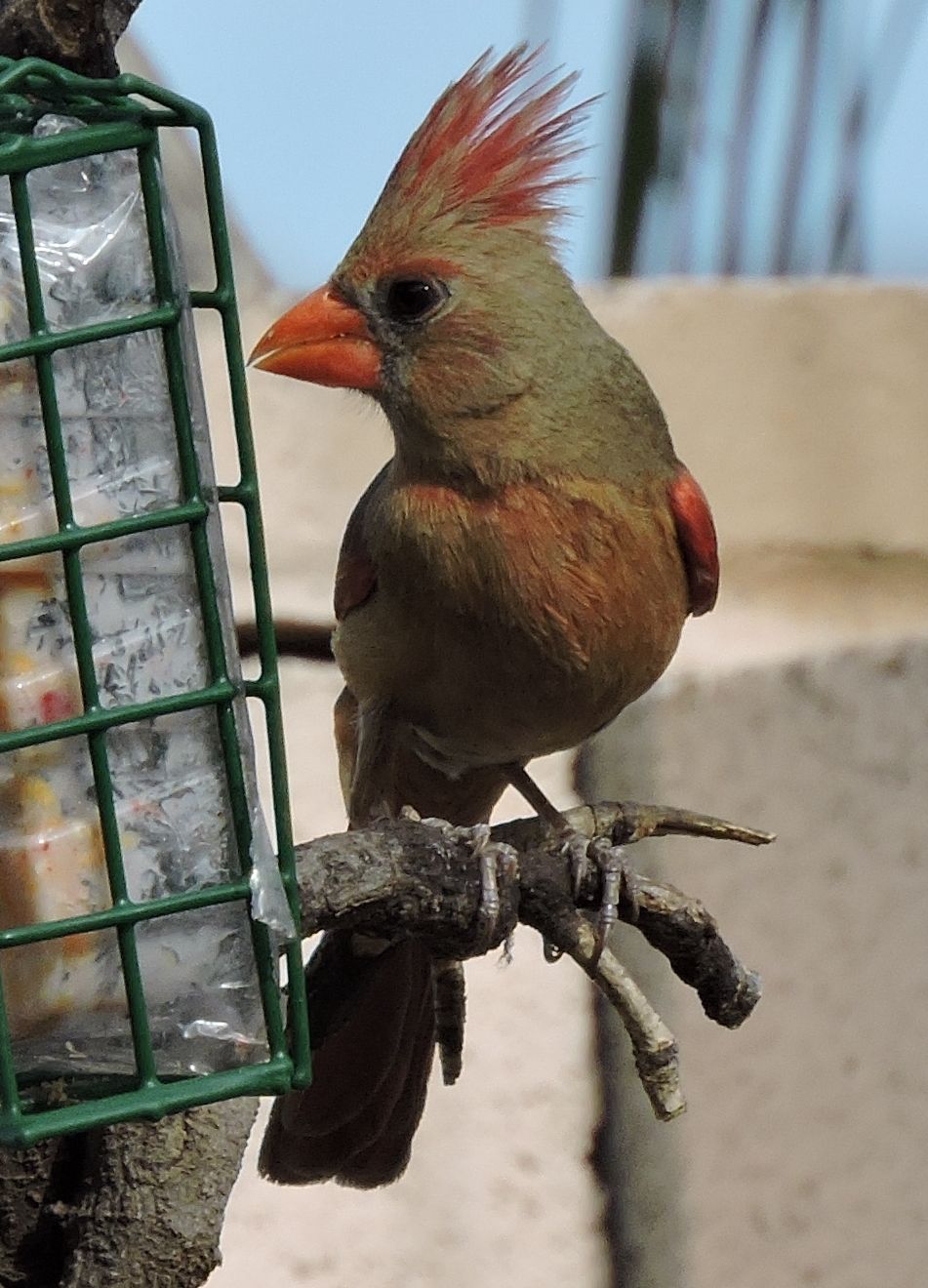 Desert cardinal