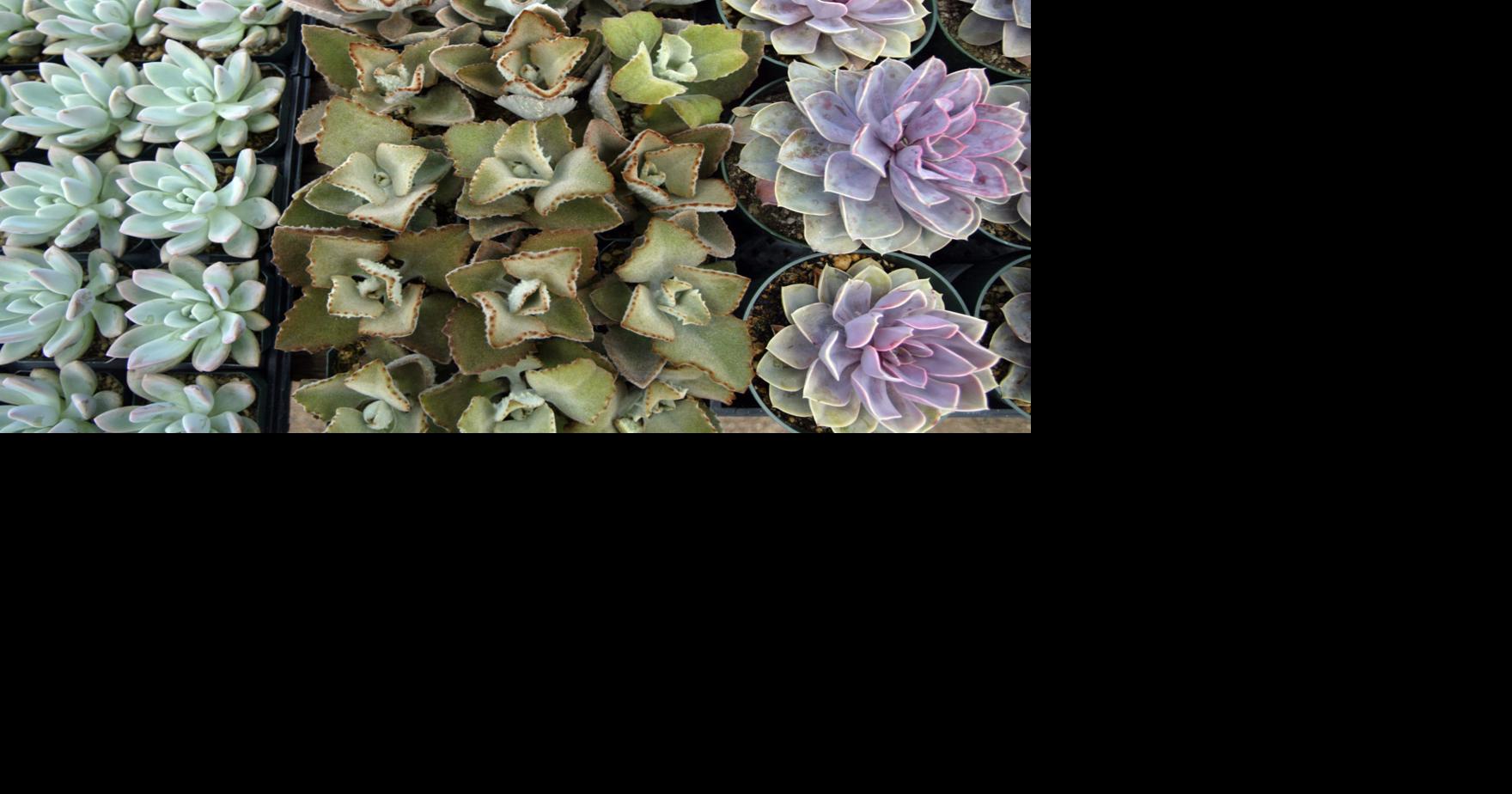 Find the perfect plant at Tohono Chul’s spring sale next weekend News