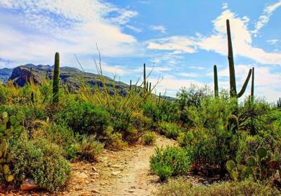 Monsoon 2020 One Of The Hottest Driest On Record Marana News Tucsonlocalmedia Com