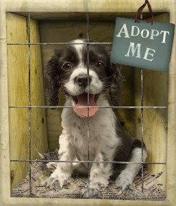 Pima Animal Care Center