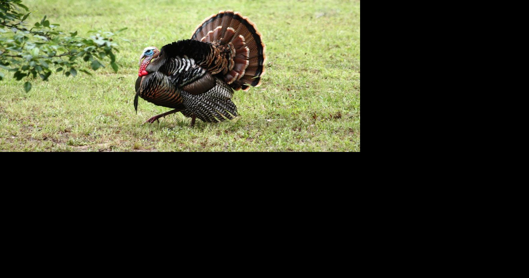Complaint received about ‘turkeybaiting’ Local News