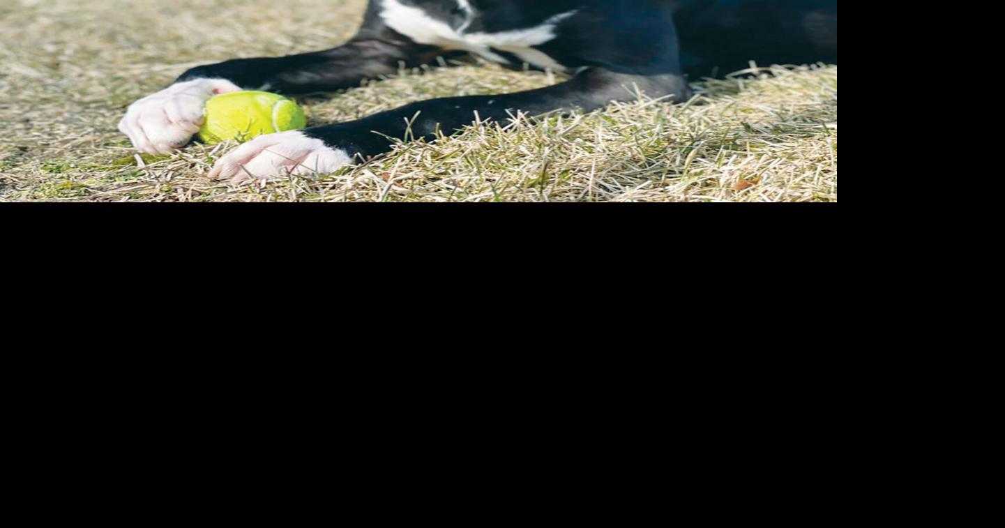 C’mon, dog County board asked to clarify kennel fees Local News