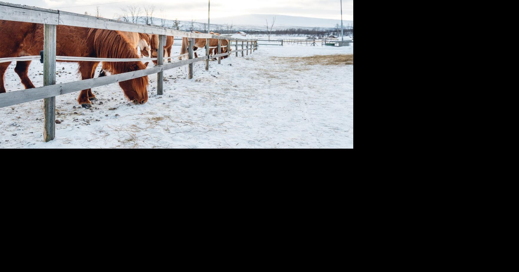 Subzero Temps Threaten Pets, Livestock Across Thumb | News | tuscolatoday.com