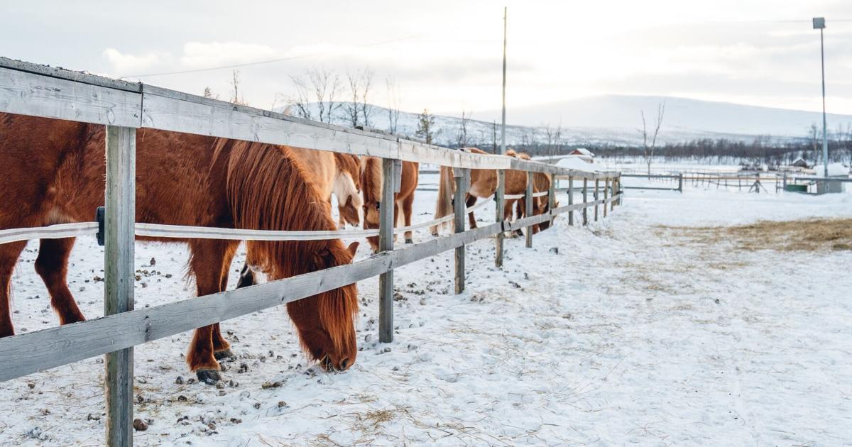 Subzero Temps Threaten Pets, Livestock Across Thumb | News | tuscolatoday.com