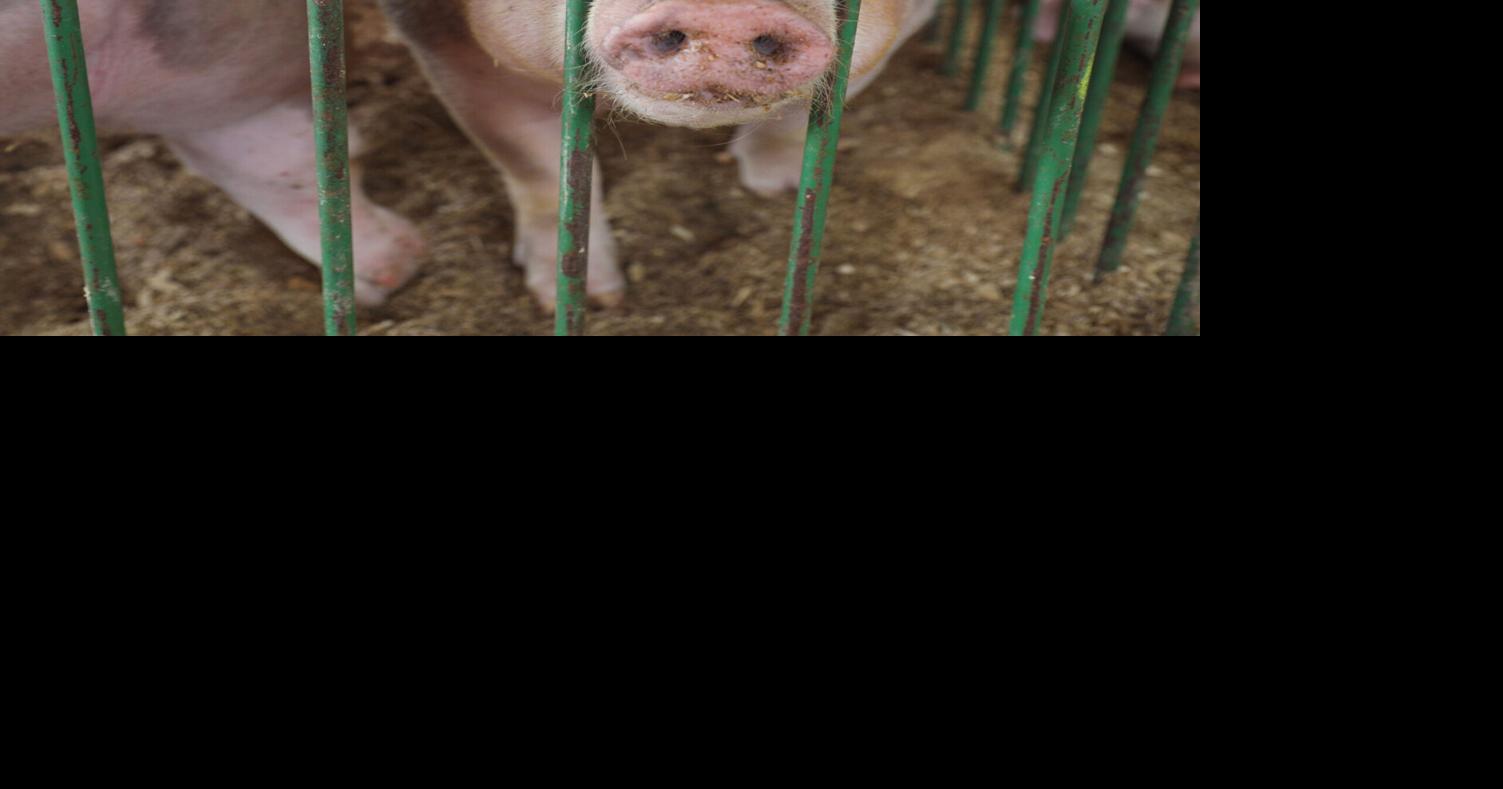 Tuscola County records rare swine flu case Local News