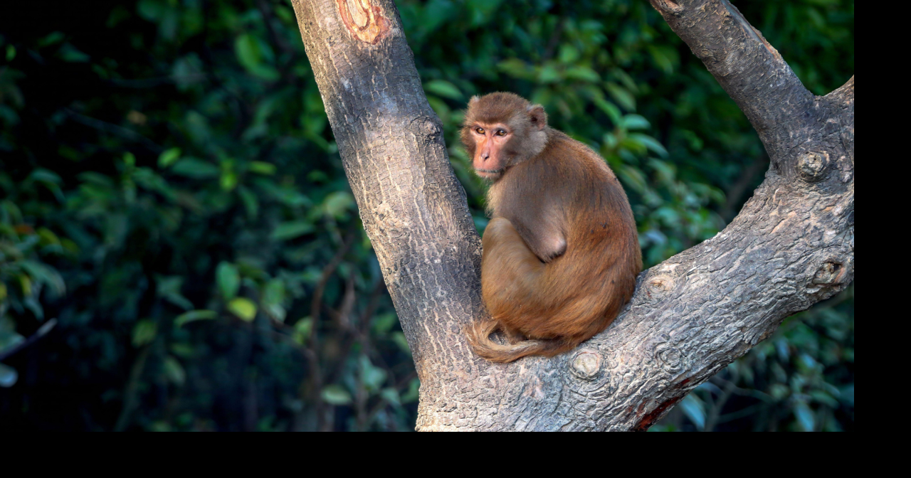 Escaped monkey shot by Jasper County woman fearing for children’s ...