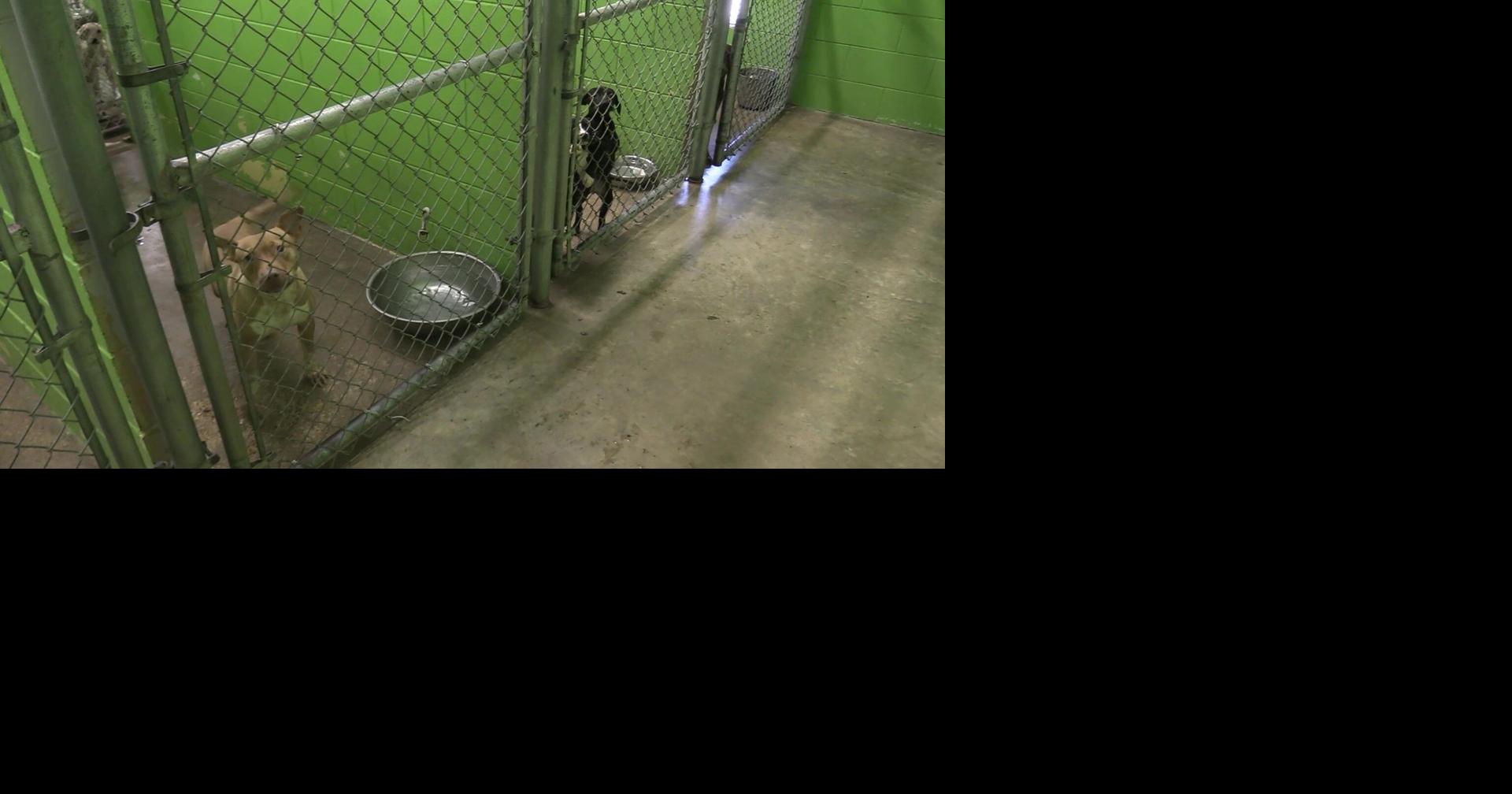 IS IT TOO COLD FOR PETS? How pet owners in Meridian plan to protect
