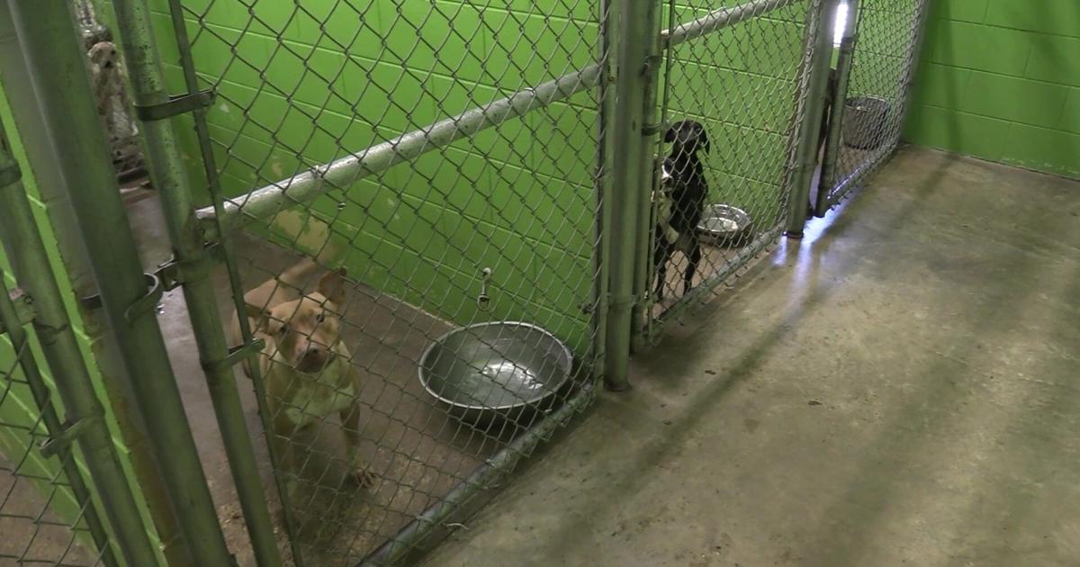 IS IT TOO COLD FOR PETS? How pet owners in Meridian plan to protect