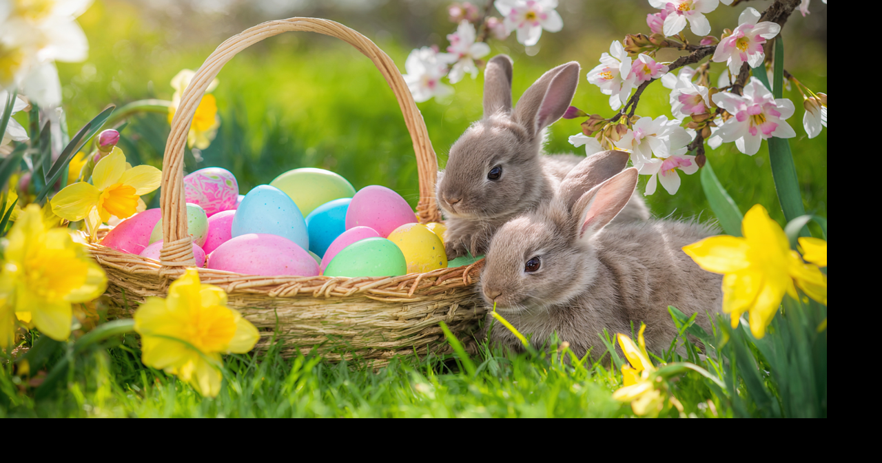 Clarke County Rabbit Club hosts 