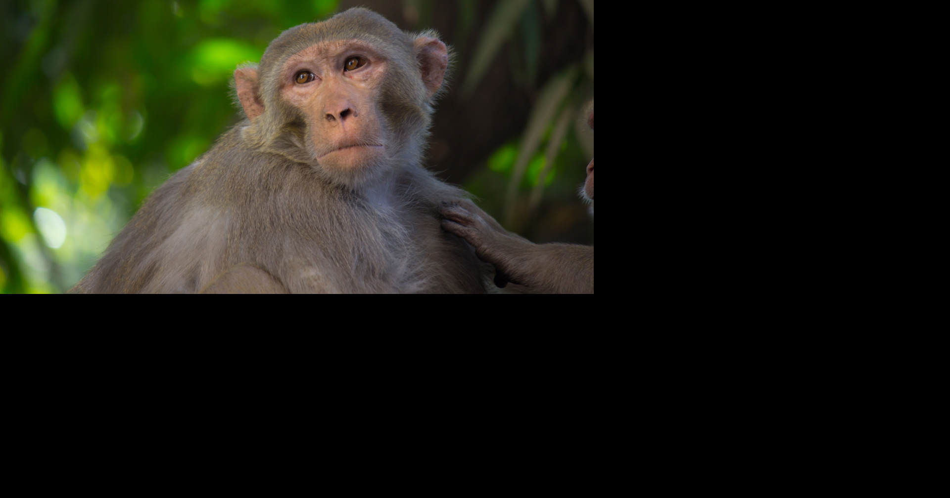 Former lab monkey Forrest finds sanctuary after Mississippi crash