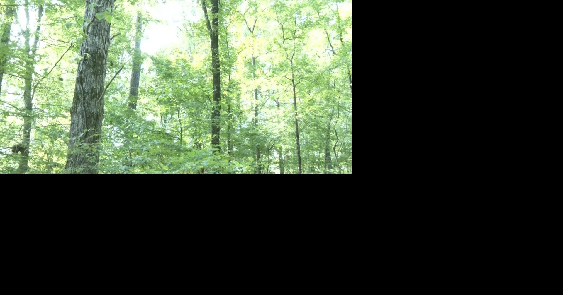 National Forest Products Week encourages Mississippians to study trees