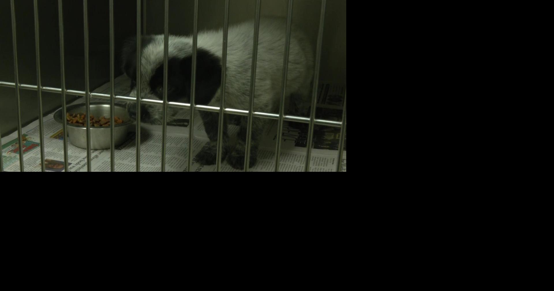 PRICE OF PETS: Inflation causing increase in animal surrenders ...