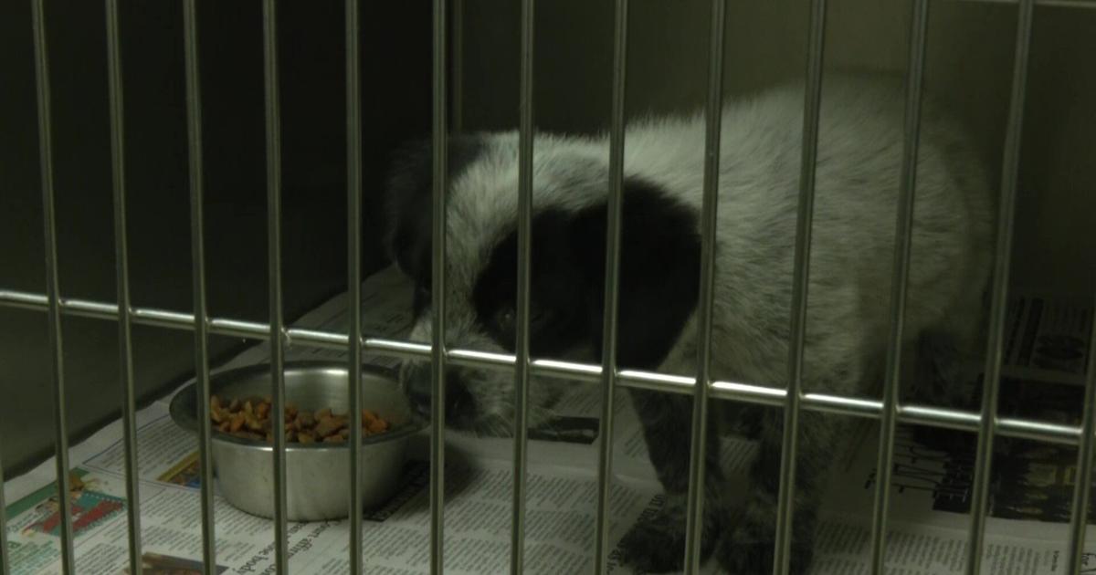 PRICE OF PETS: Inflation causing increase in animal surrenders ...