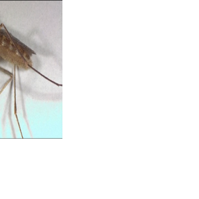 Mosquito season reaches peak in Mississippi; health experts warn of virus risks