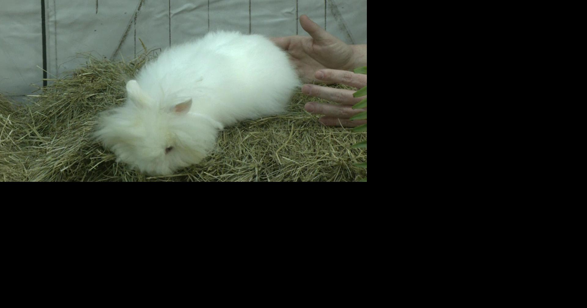Clarke County Rabbit Club hosts 