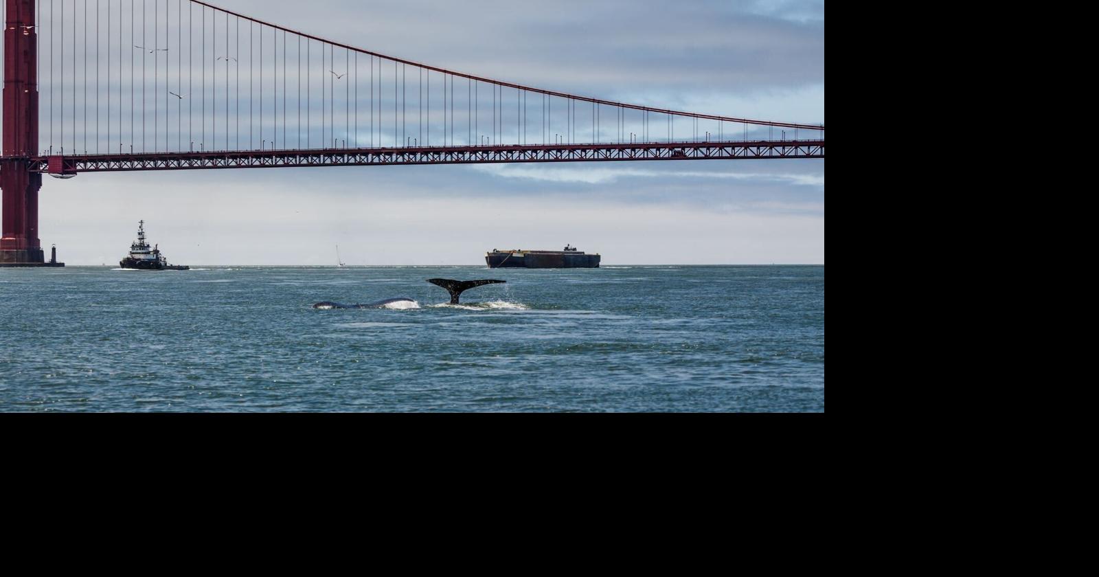 New Tech Uses AI to Save the Whales