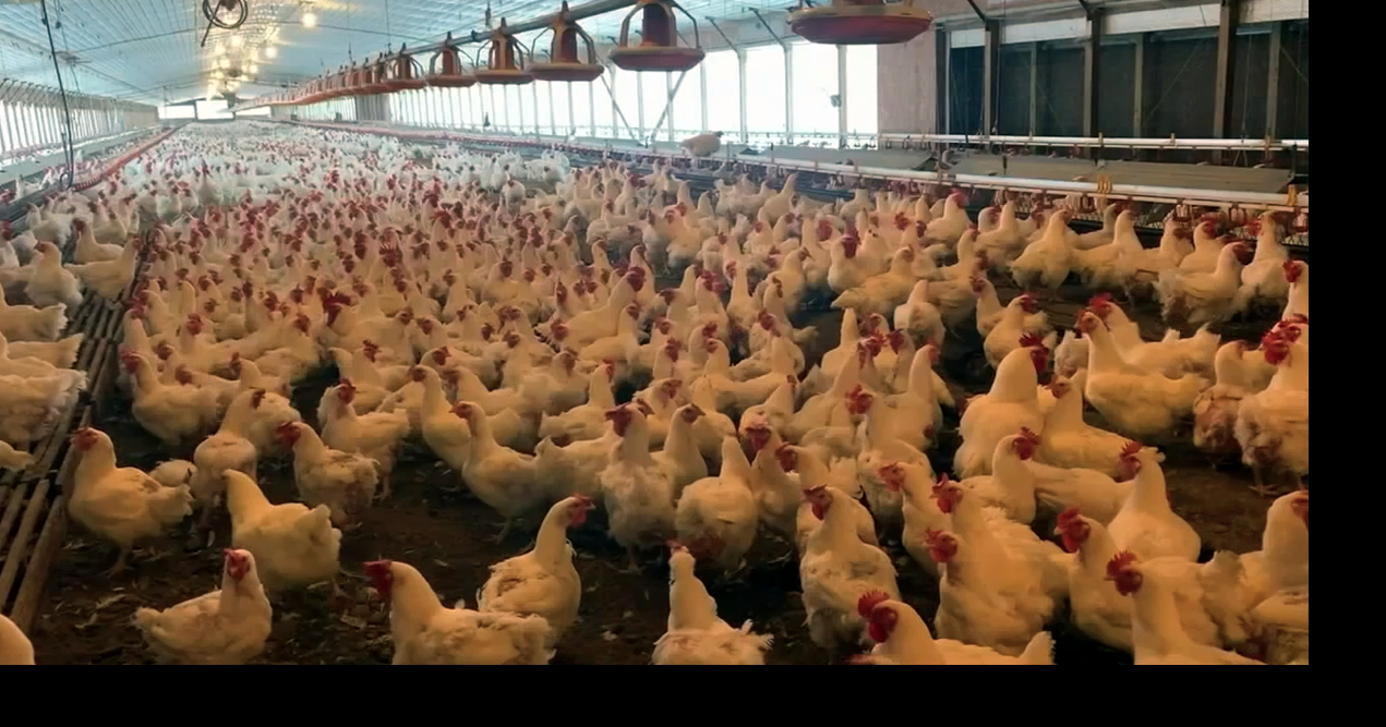 Poultry industry hit by bird flu outbreak as millions culled, health ...