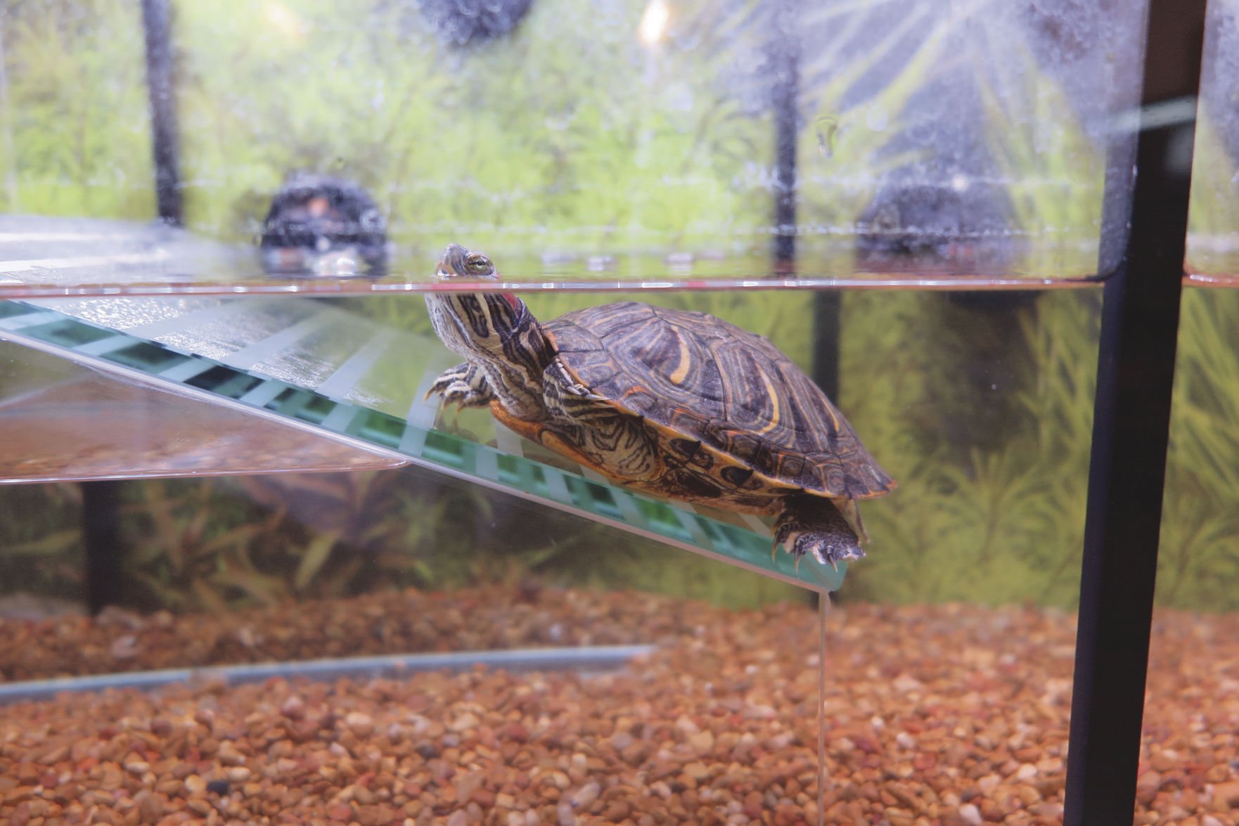 Petsmart best sale turtle aquarium