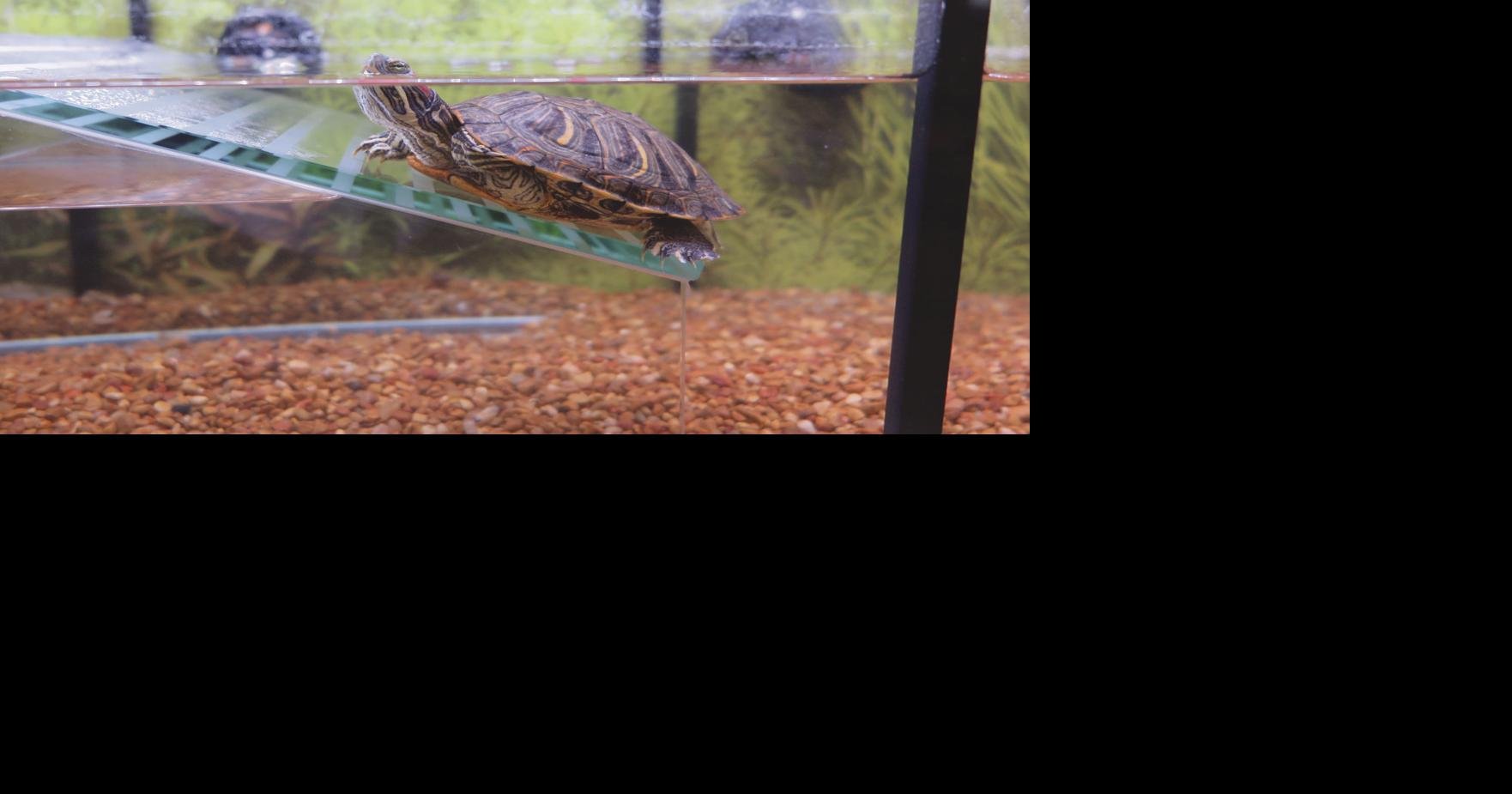 petsmart turtle