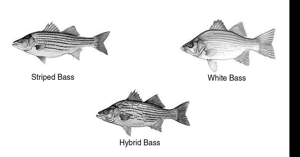 OUTDOORS: Striped, hybrid and white bass populate area lakes, Sports