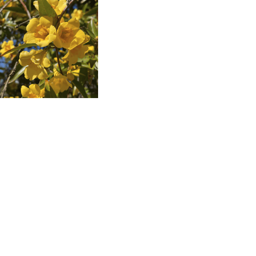 Westminster pursuing grant for native landscaping
