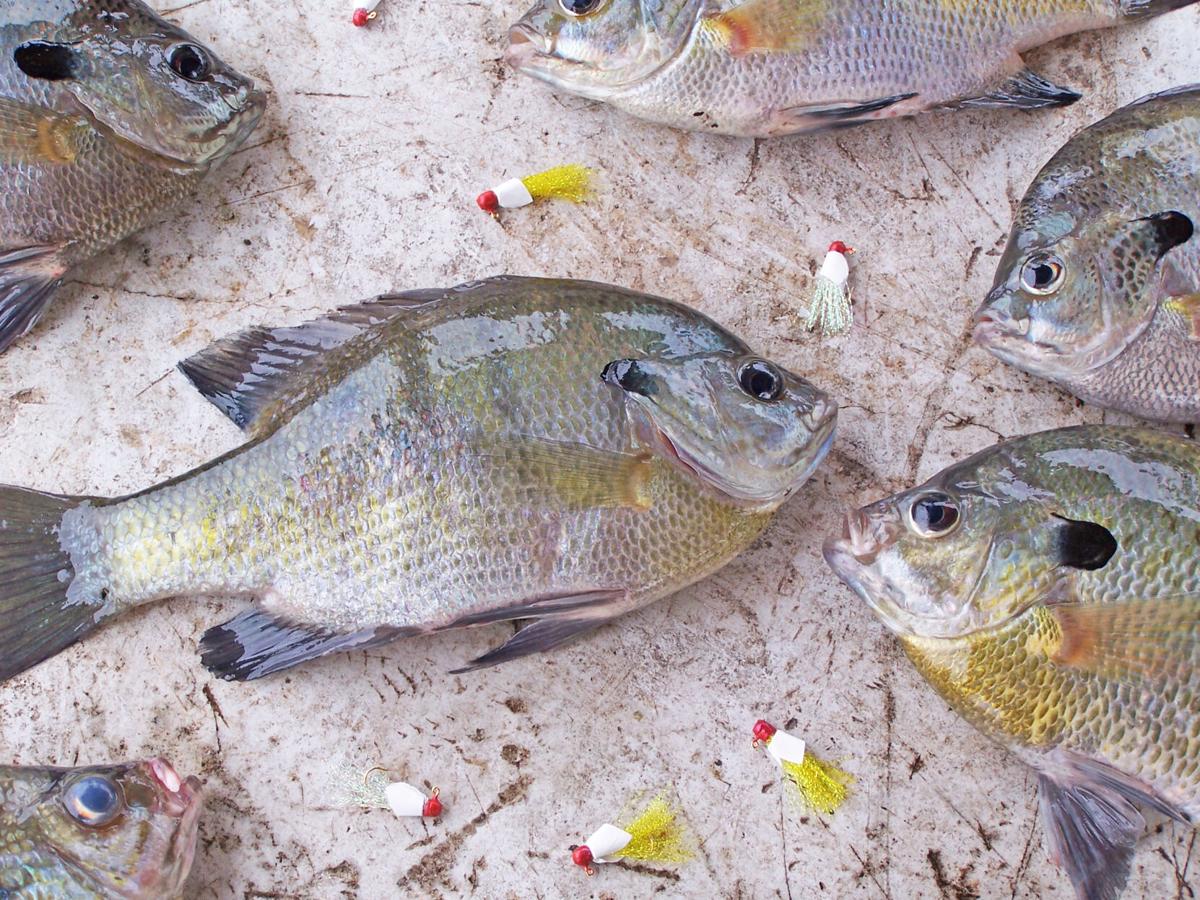Understanding Winter Panfish Migrations and Locations – Fish Ed