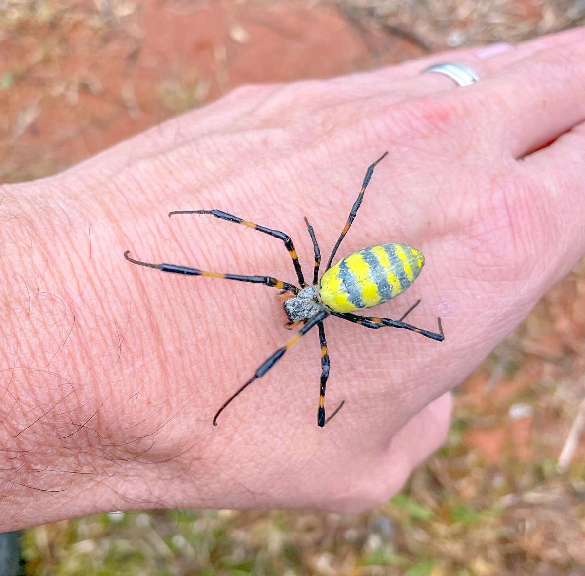 New spider species discovered in Johnson County