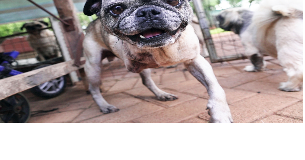 Pug life: A South African woman has rescued more than 2,500 of the ...