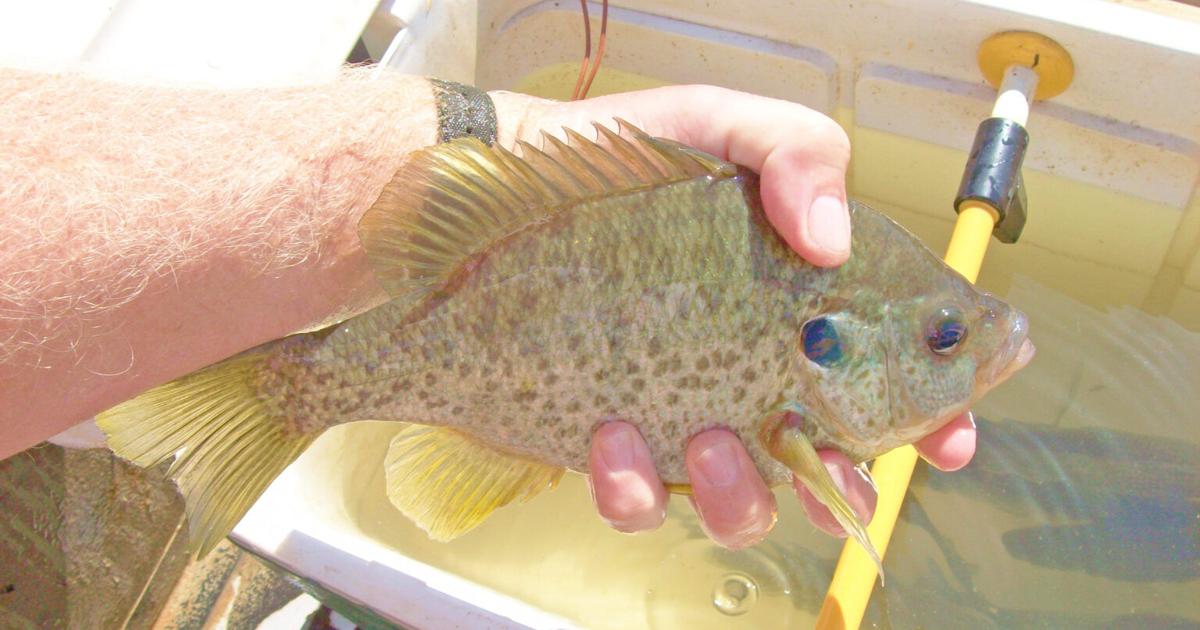 This is the month for shellcracker fishing | Outdoors | upstatetoday.com