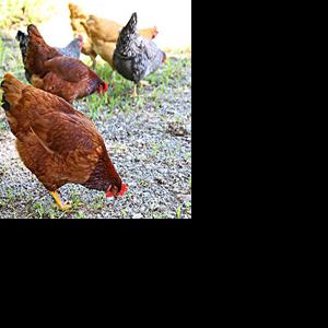 In the freezer: Walhalla’s ‘sentient’ chicken ordinance tabled | News ...