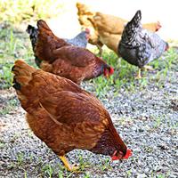 In the freezer: Walhalla’s ‘sentient’ chicken ordinance tabled | News ...
