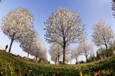 Arbor Day Foundation celebrates importance of trees, encourages ...