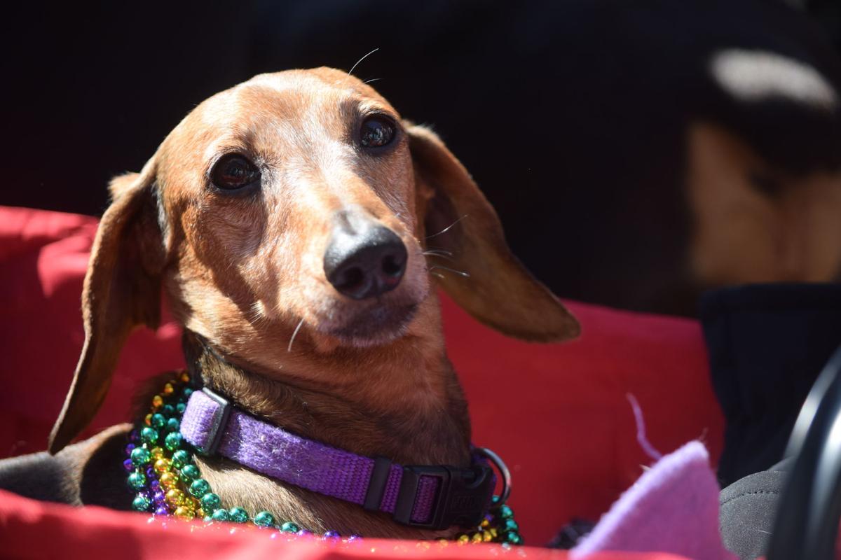 Mardi Growl