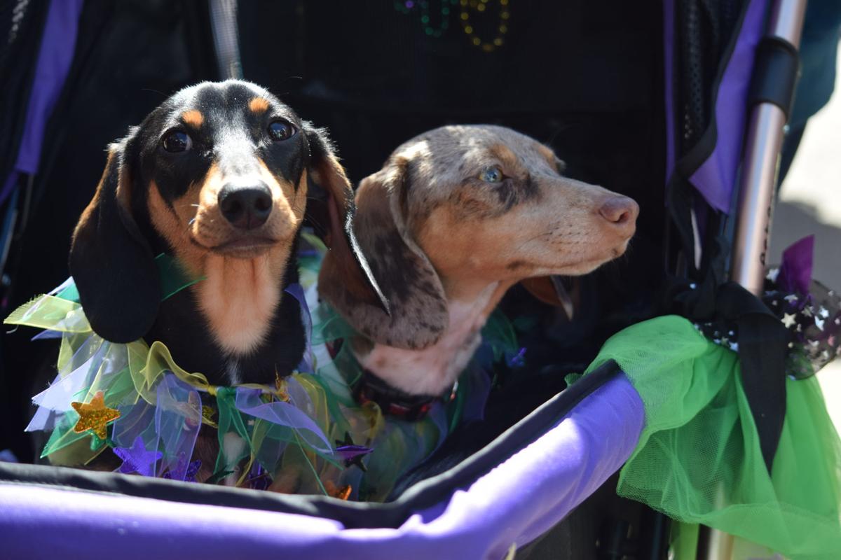 Mardi Growl
