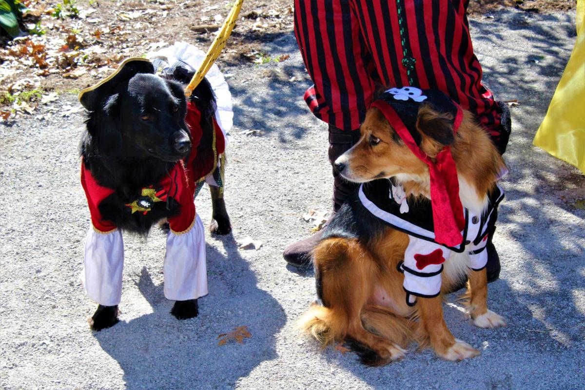 Fifth Annual Dog Parade Costume Contest Celebrates Halloween Campus News Utdailybeacon Com