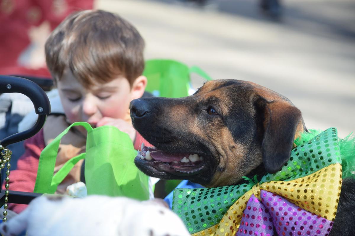 Mardi Growl