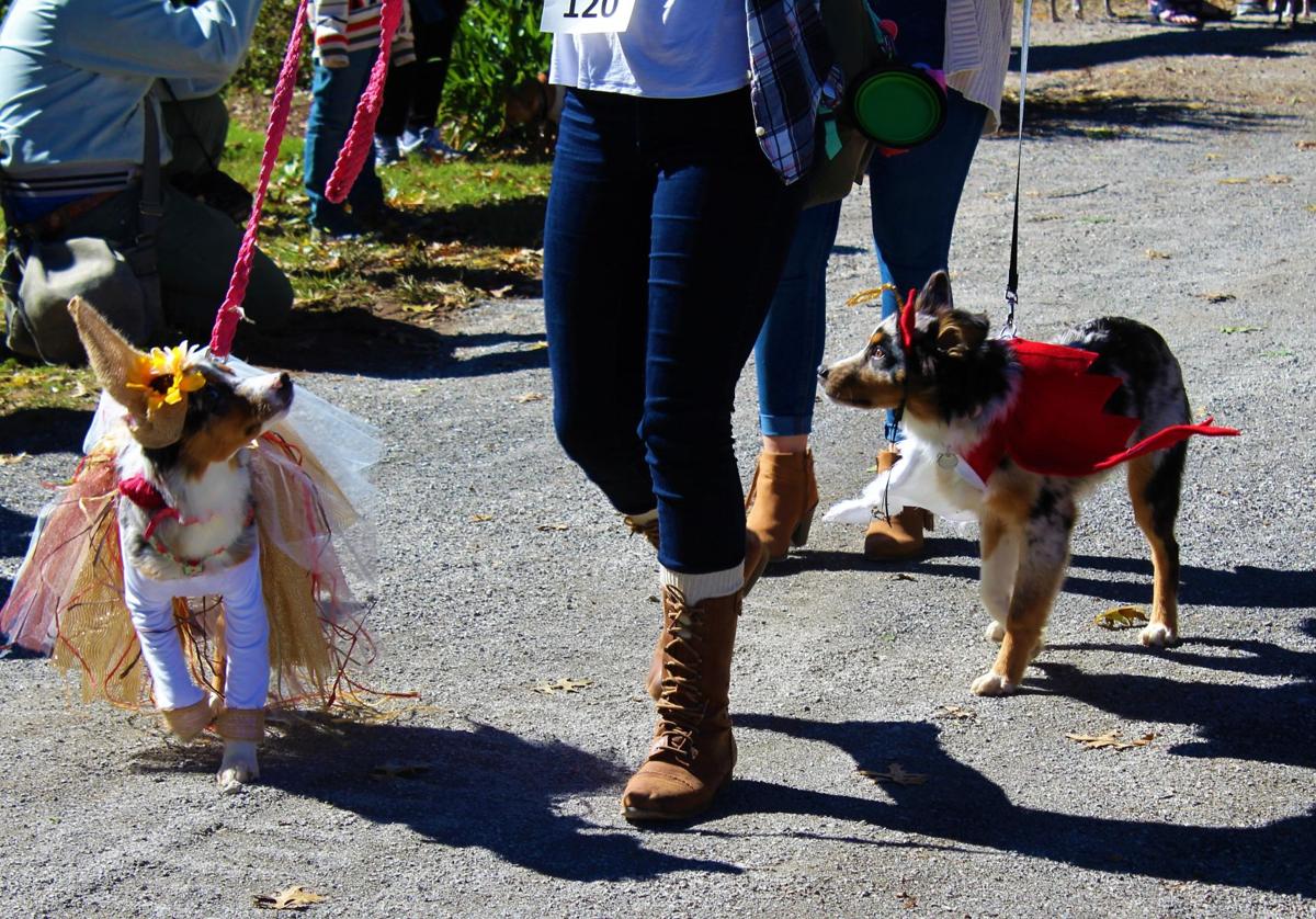Fifth Annual Dog Parade Costume Contest Celebrates Halloween Campus News Utdailybeacon Com Fifth Annual Dog Parade Costume Contest Celebrates Halloween Campus News Utdailybeacon Com