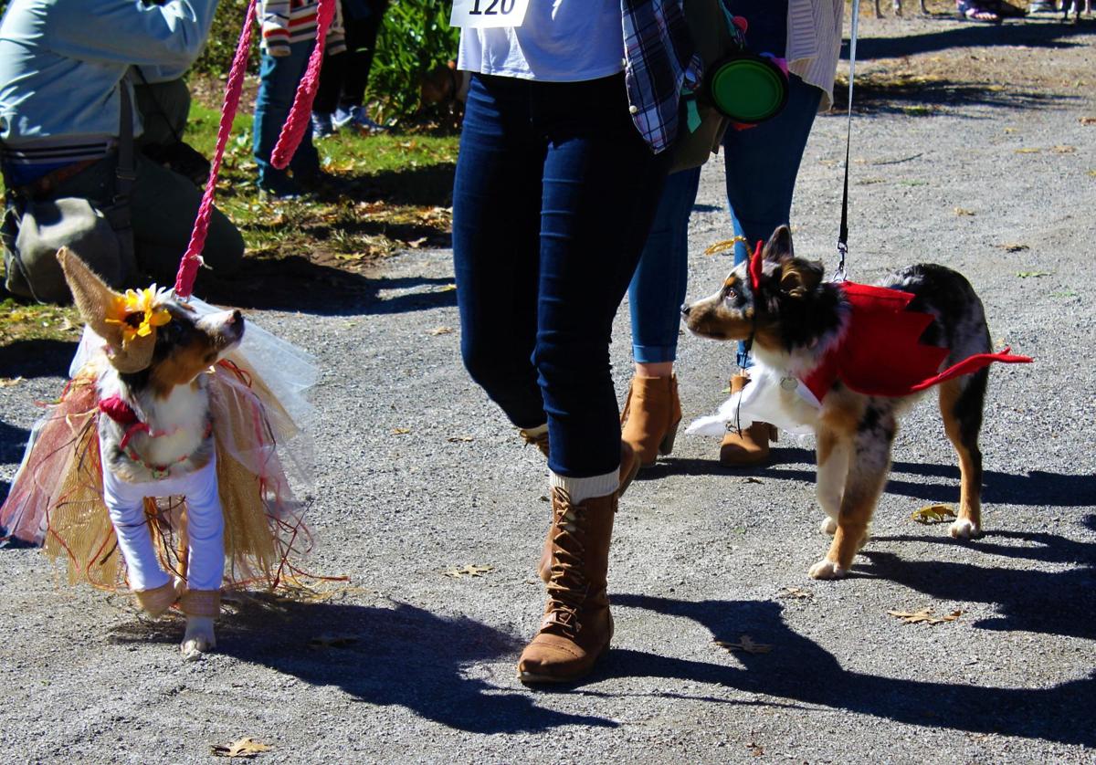 Fifth Annual Dog Parade Costume Contest Celebrates Halloween Campus News Utdailybeacon Com