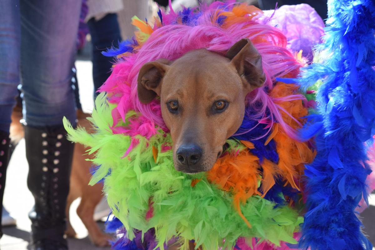 Mardi Growl