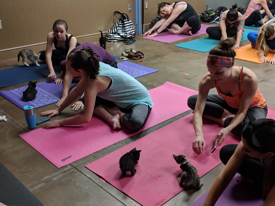 Yoga with Furry Friends - Kaua'i Humane Society