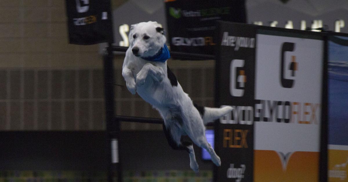 DockDogs World Championship comes to a heel Lifestyle