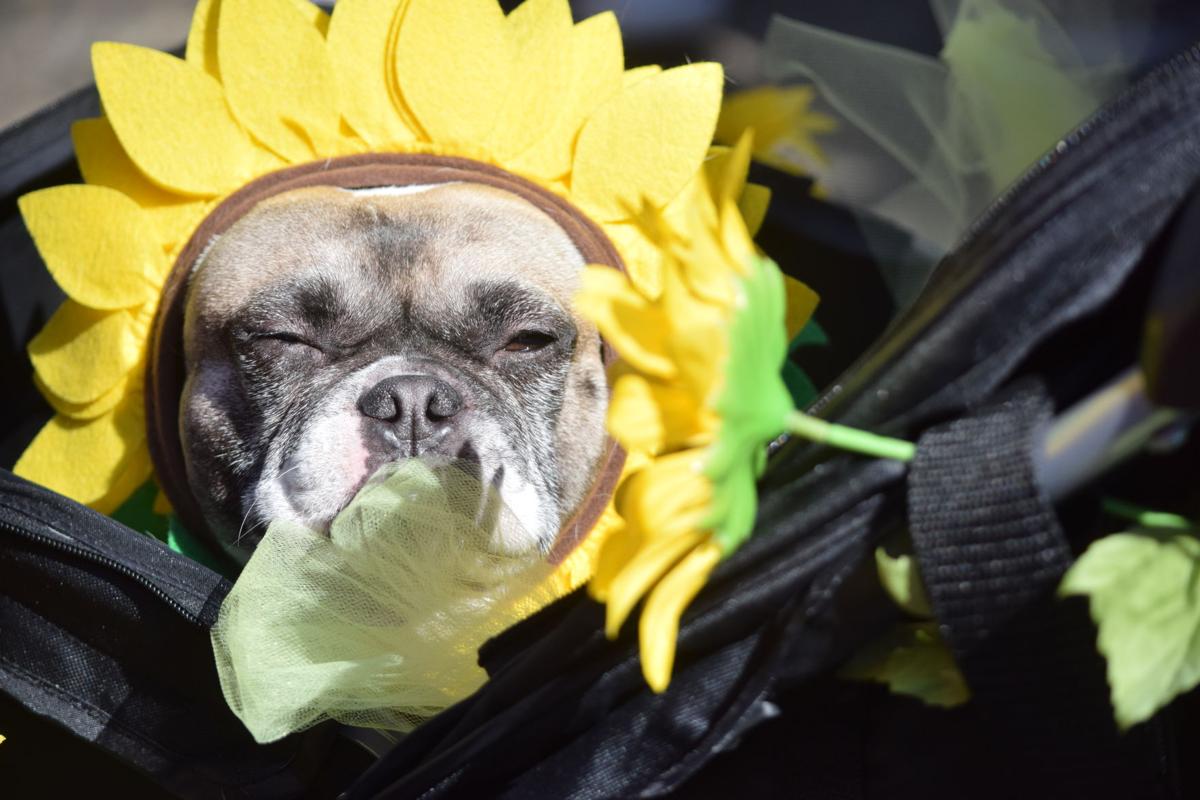 Mardi Growl