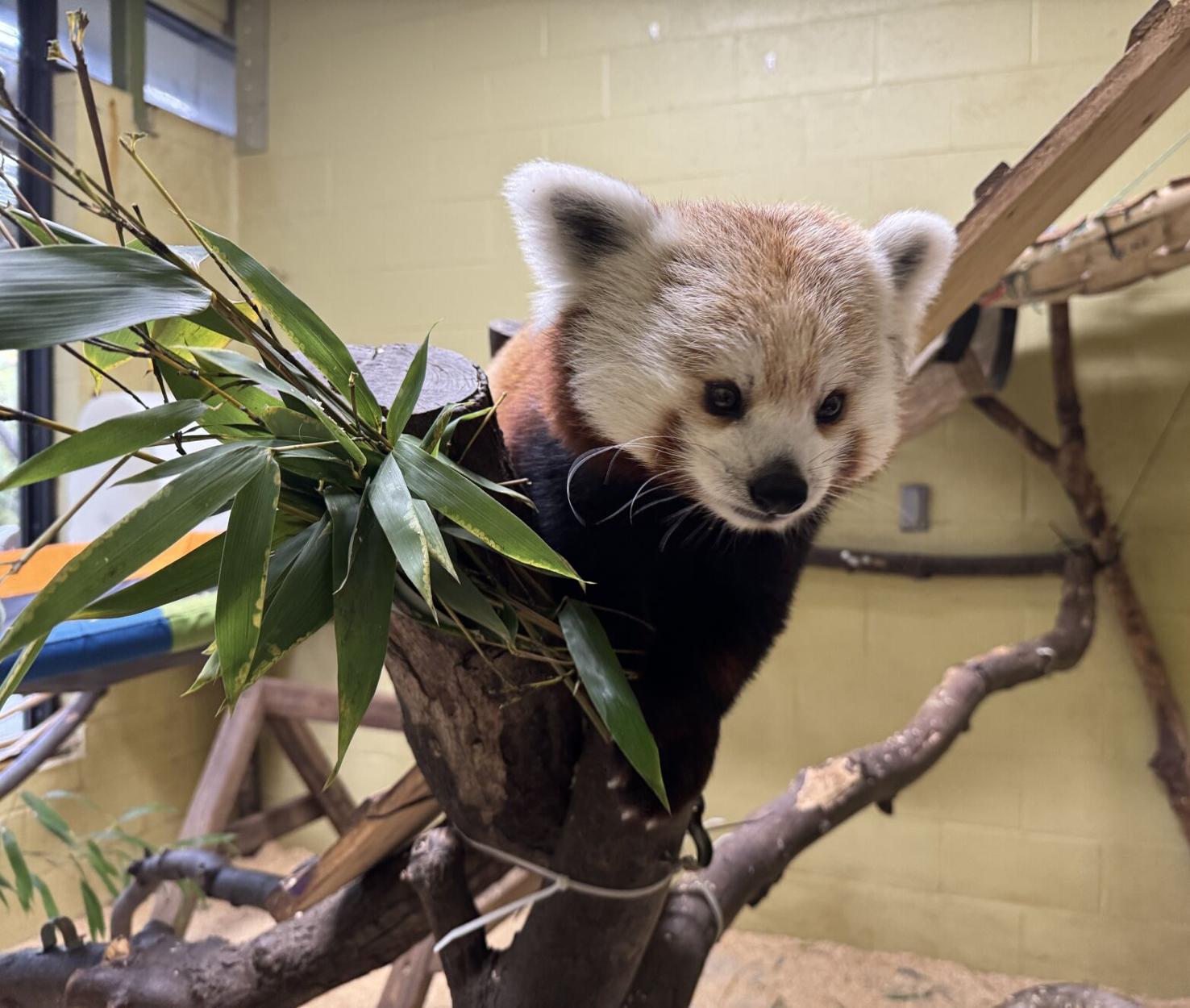 Zoo Knoxville creates ‘robust’ October schedule, continues to